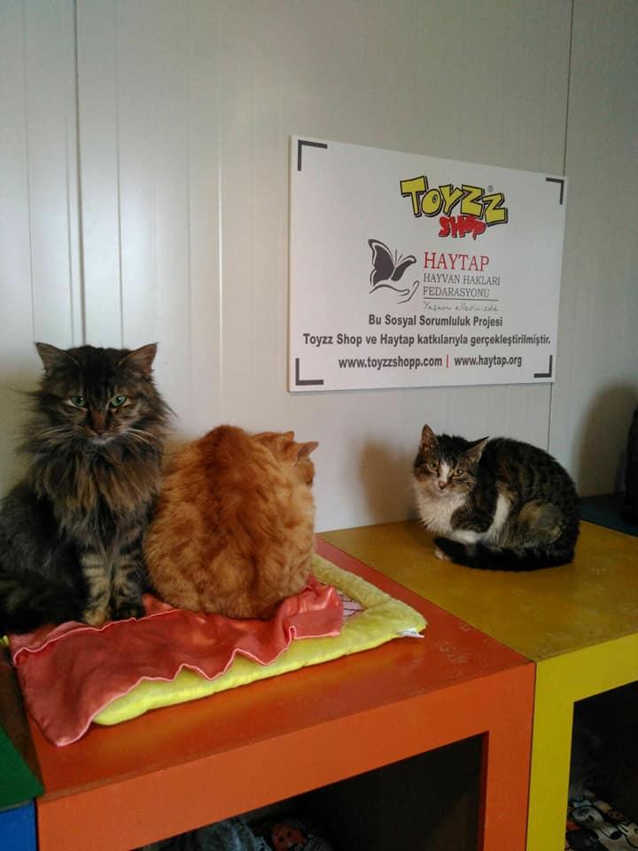 Toyzz Shop & Haytap İşbirliği ile Samsun’a Kedi Evi Alındı
